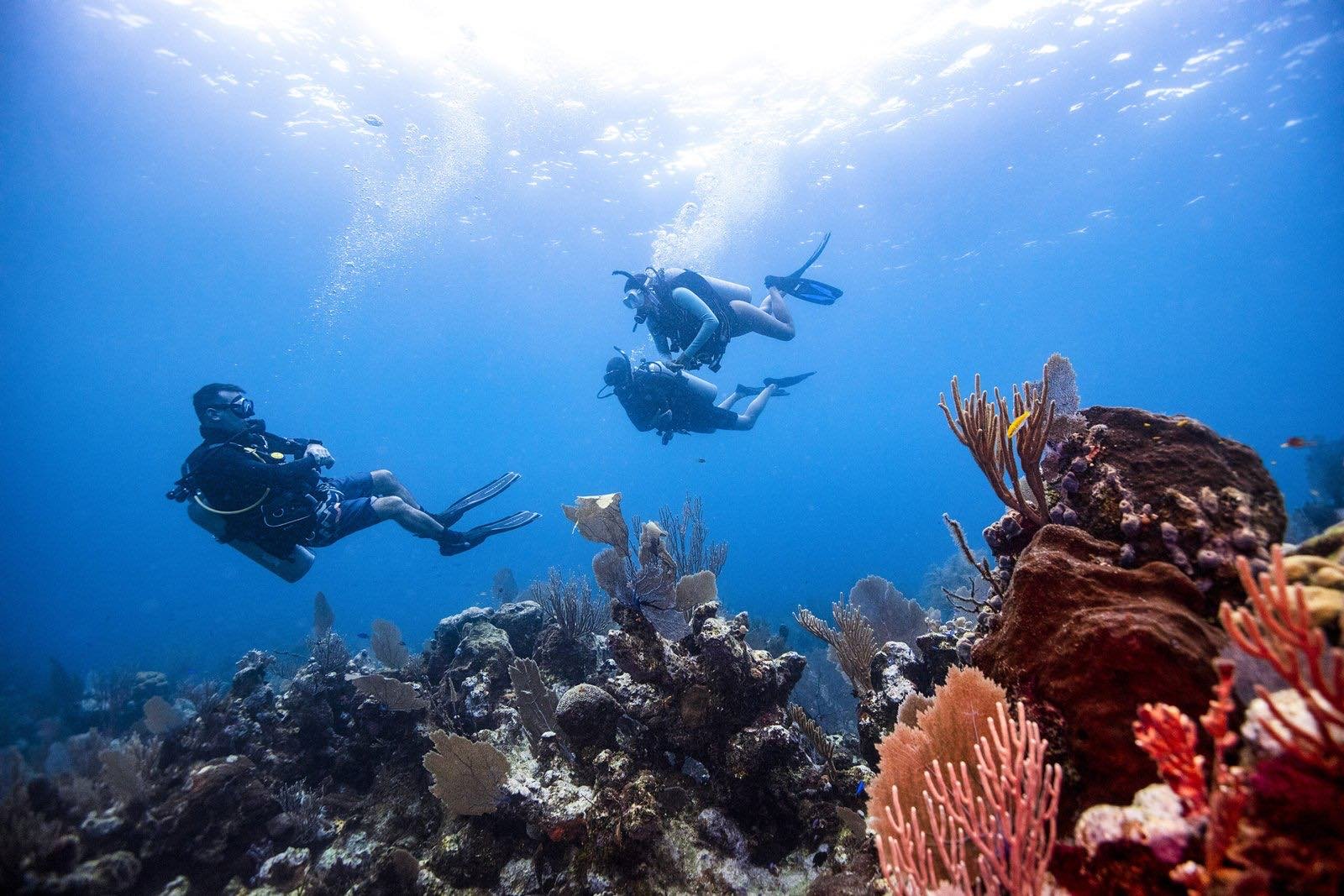 A divemaster leading a group of divers