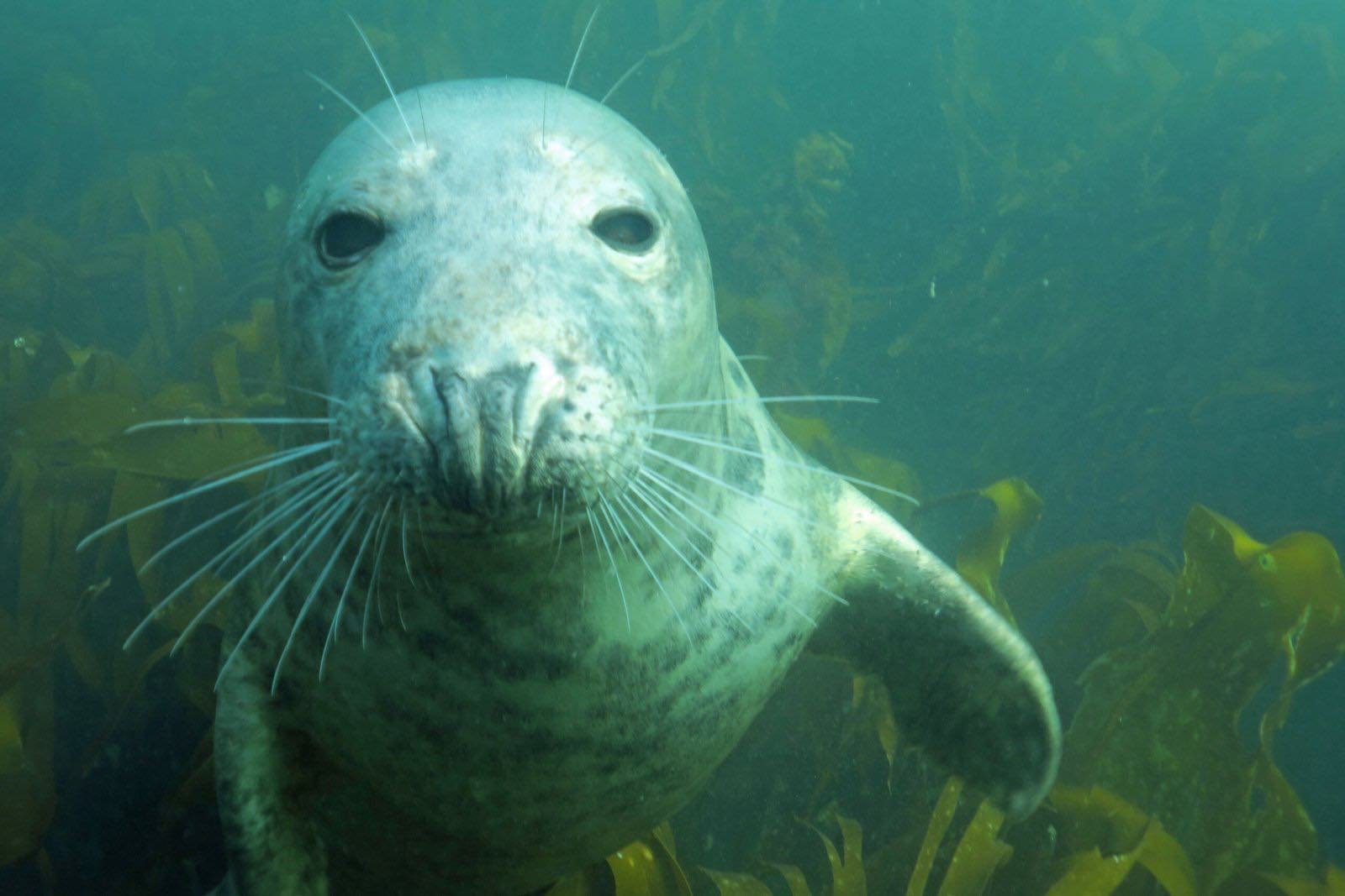 Divers preparing to enter the water at the Farne Islands