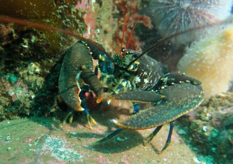 Colourful soft corals and marine life on a Farne Islands reef