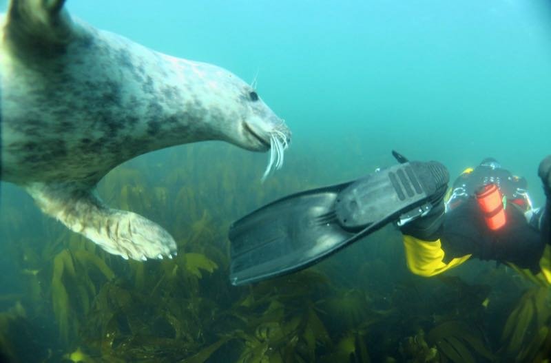 A grey seal swimming close to a diver at the Farne Islands