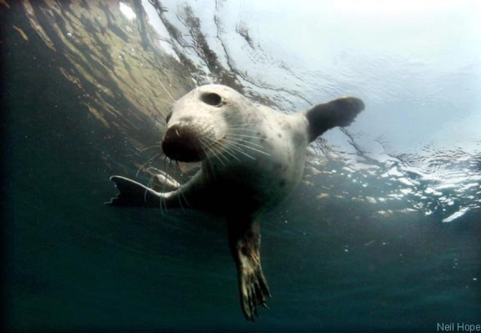 A grey seal underwater